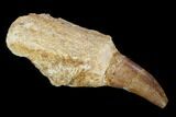 Fossil Rooted Mosasaur Tooth With Unerupted Tooth #117016-1